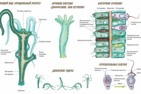 Блэк спрут зеркала bs2web